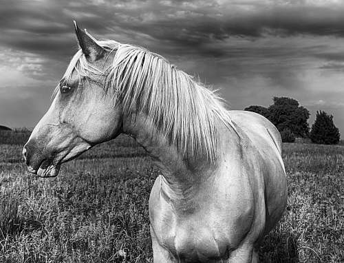 black-and-white horse at grass field horse