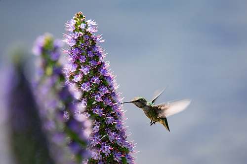 bird hummingbird perching on blue flower hummingbird