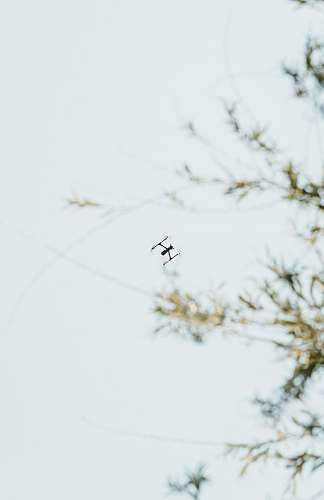 flying insect flying close-up photography grey