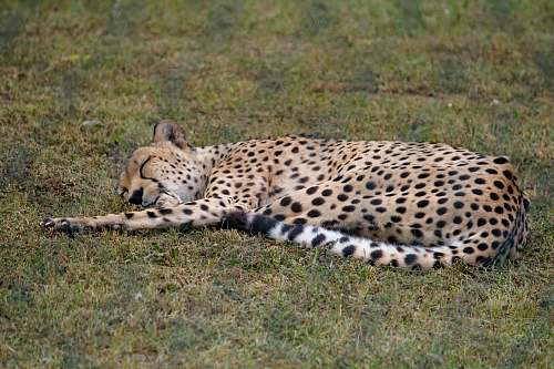 wildlife jaguar lying on green grass field cheetah