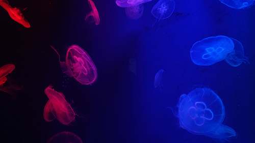 invertebrate jellyfishes under water sea life