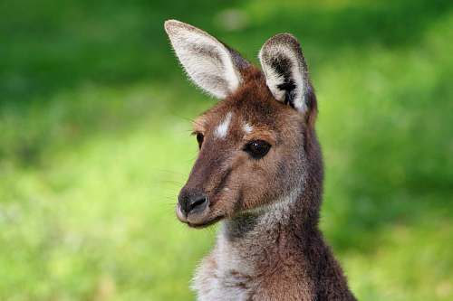 kangaroo Kangaroo photo wallaby