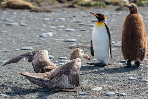 bird king penguin and white penguin standing near gray bird penguin