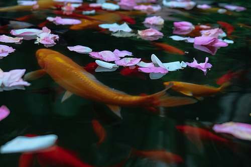 fish koi in body of water plant