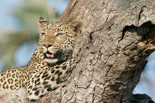 mammal leopard on tree stem leopard