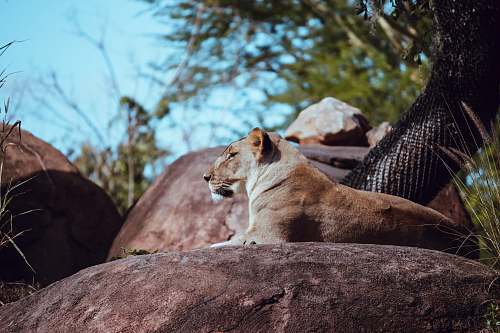 mammal lioness on rock lion