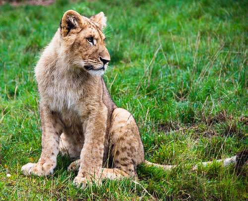 wildlife lioness photography mammal