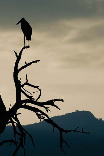 bird long bill bird on a tree silhouette