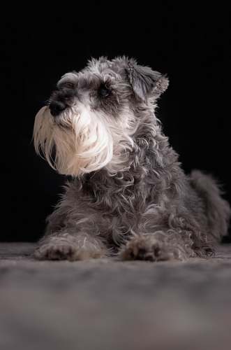 dog long-coated gray and white dog pet
