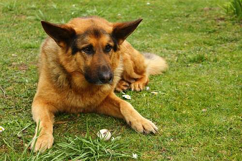pet long-haired dog lying on grass field dog