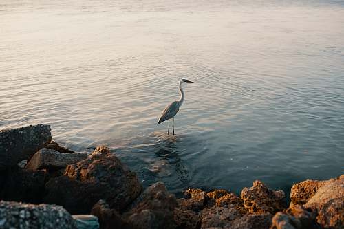 bird long legged bird at the body of river water