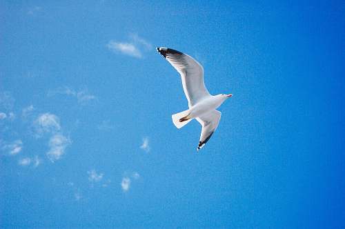 bird low angle photo of seagull seagull