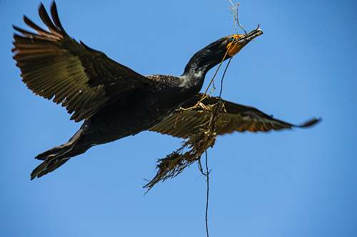 bird low-angle photography of black bird waterfowl