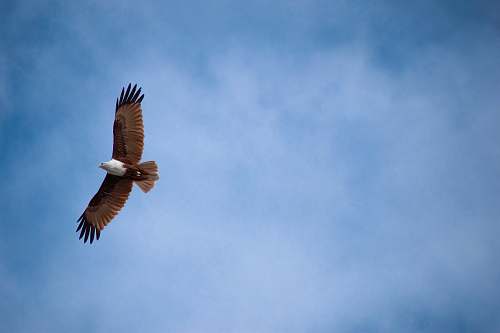 vulture low-angle photography of white and brown eagle bird