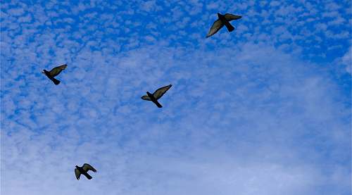 bird low angle view of four birds flying under cirrus clouds flying