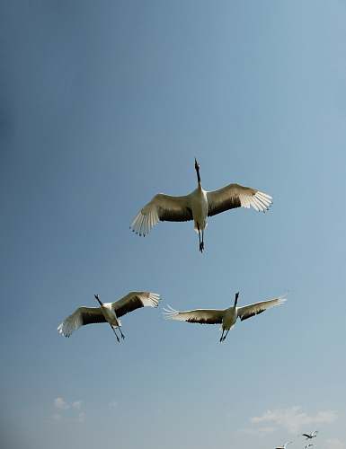 bird low angle view of three flying crane birds flying