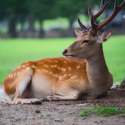 mammal lying deer on ground wallaby