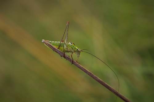 insect macro photograph of green grass hopper invertebrate