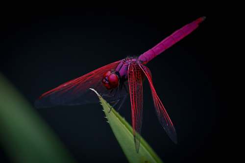 dragonfly macro photography of red dragongly insect