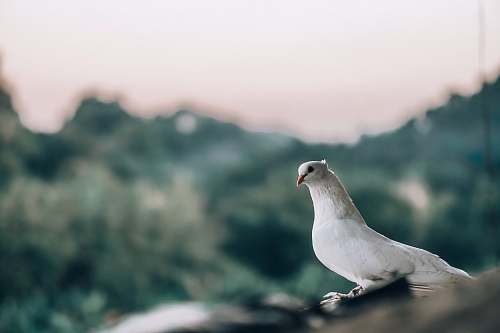 bird macro photography of white dove grey