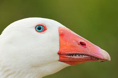 bird macro photography white white bird head beak
