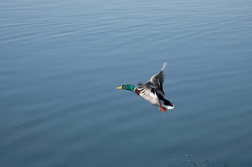 bird male mallard duck flying waterfowl