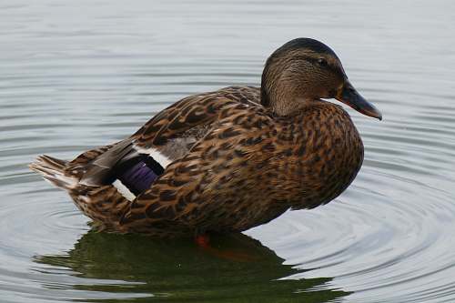 bird mallard duck in body of water waterfowl