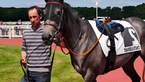 mammal man holding leashed horse horse
