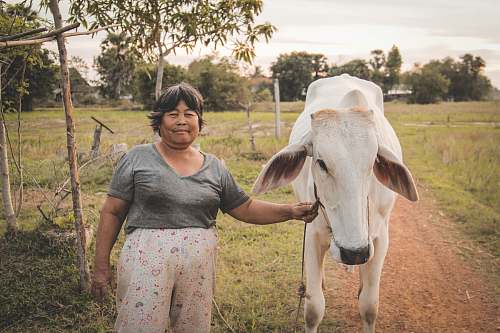 cow man holding rope on cow mammal