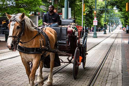 mammal man riding on horse-driven carriage at the street horse