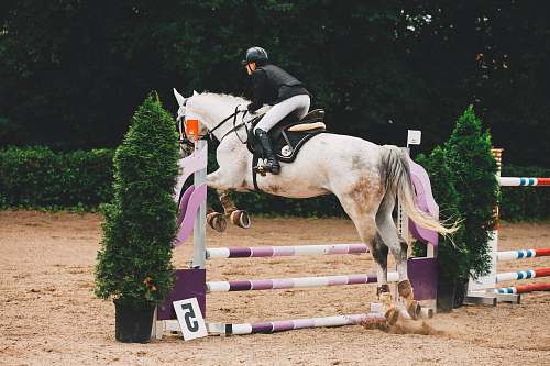 mammal man riding white horse horse
