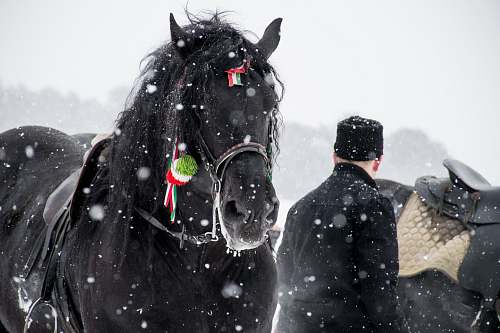 horse man standing beside black horse mammal