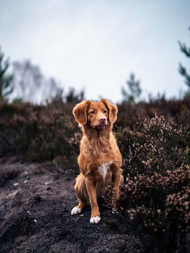 dog medium-coated brown dog near bush during daytime pet