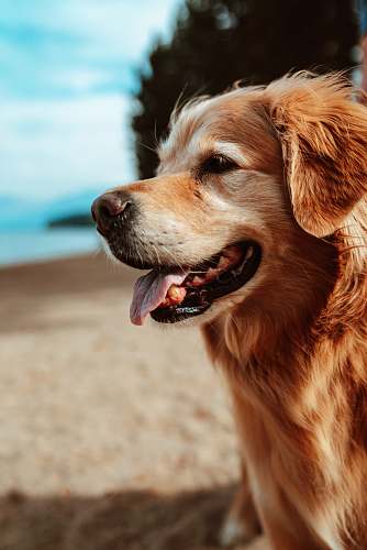 dog medium-coated brown dog on shore pet