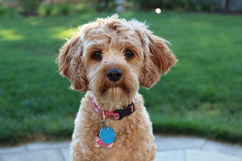 mammal medium-coated tan dog near grass dog