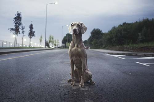dog men's brown weimaraner dog on gray asphalt road pet