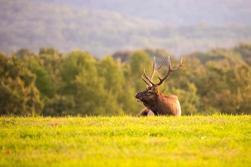 elk moose on grass during daytime wildlife