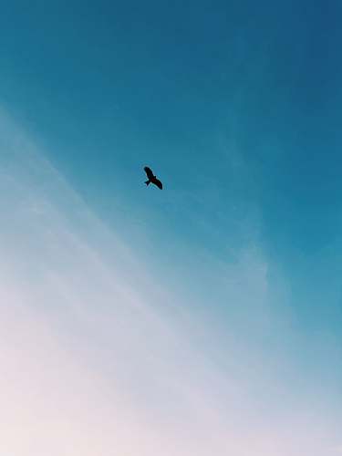 flying on flight black bird blue