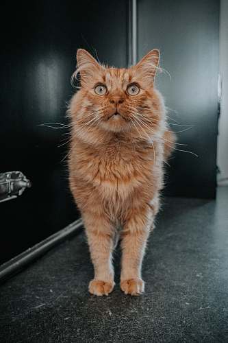 cat orange cat manx