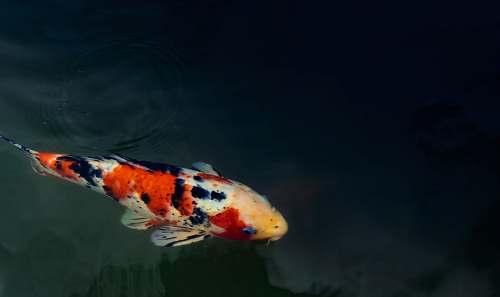 fish orange, white, and black koi fish koi