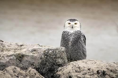 bird owl on rocks during daytime owl