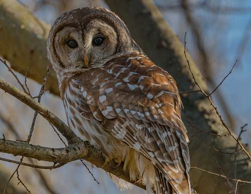 bird owl perched on tree branch owl