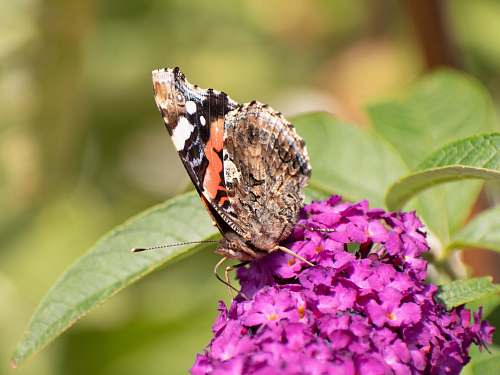 insect painted lady butterfly perched on purple petaled flower during daytime invertebrate