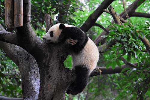 wildlife panda climbing on tree giant panda