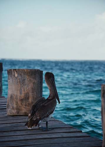 bird pelican on brown dock water