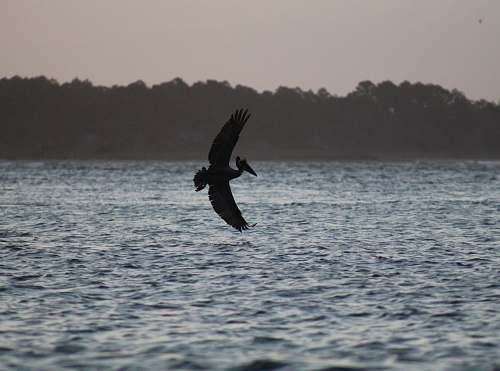 bird pelican over water vulture