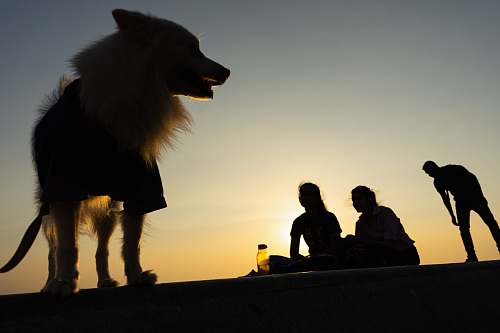 canine people near a dog during golden hour dog