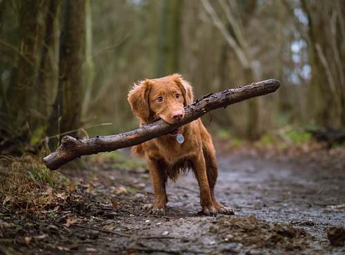 dog person biting brown wood on road pet