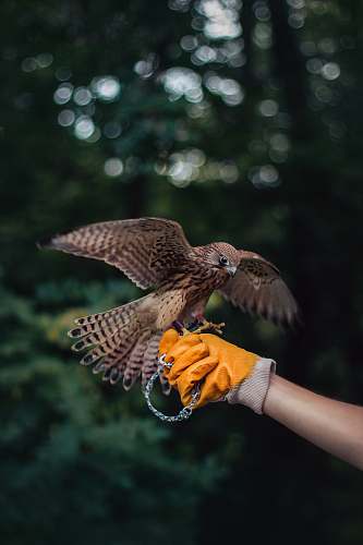 bird person holding brown eagle accipiter