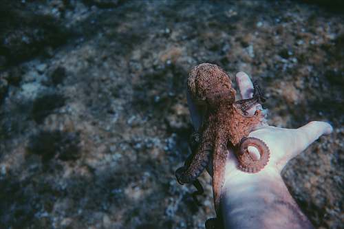 lizard person holding brown octopus reptile